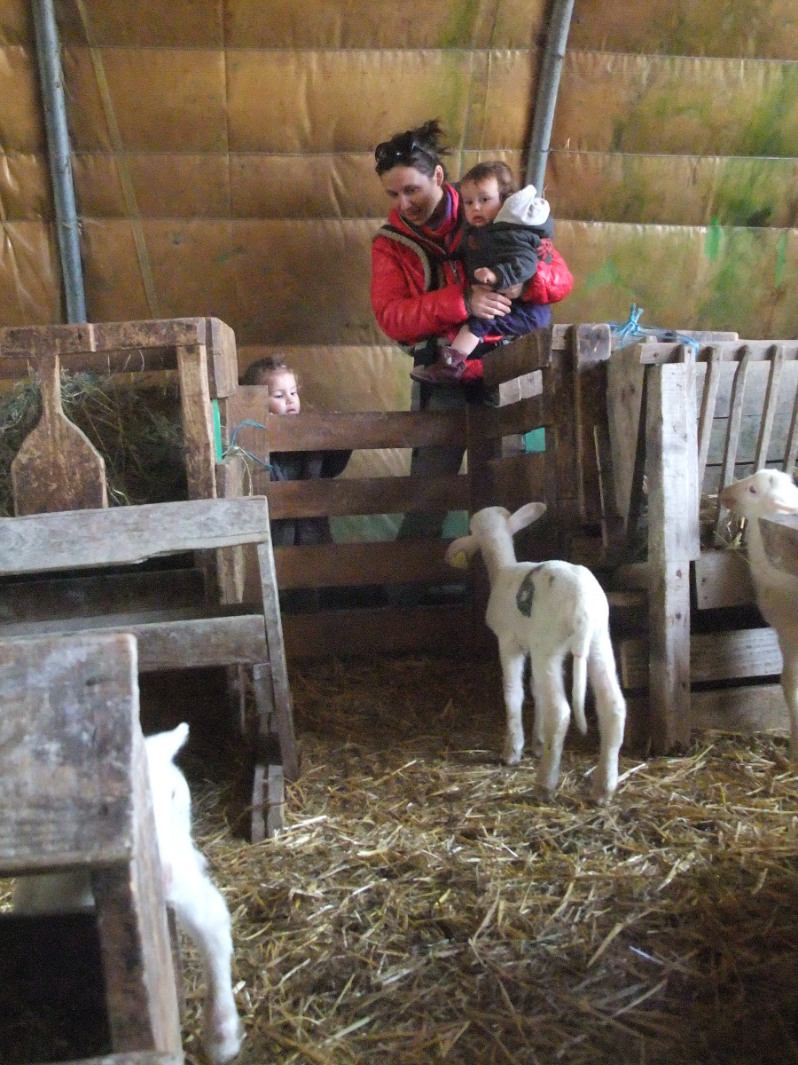 Visite à la bergerie de Vachères en Quint Curieux de Nature